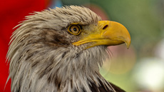 Weißkopf-Seeadler (04).jpg